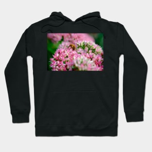 Bee On Stonecrop Flower 1 Hoodie